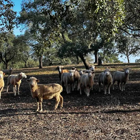 Vtar Cordoba19